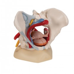 Bassin féminin avec ligaments, vaisseaux, nerfs, plancher pelvien et organes, en six pièces - 3B Smart Anatomy