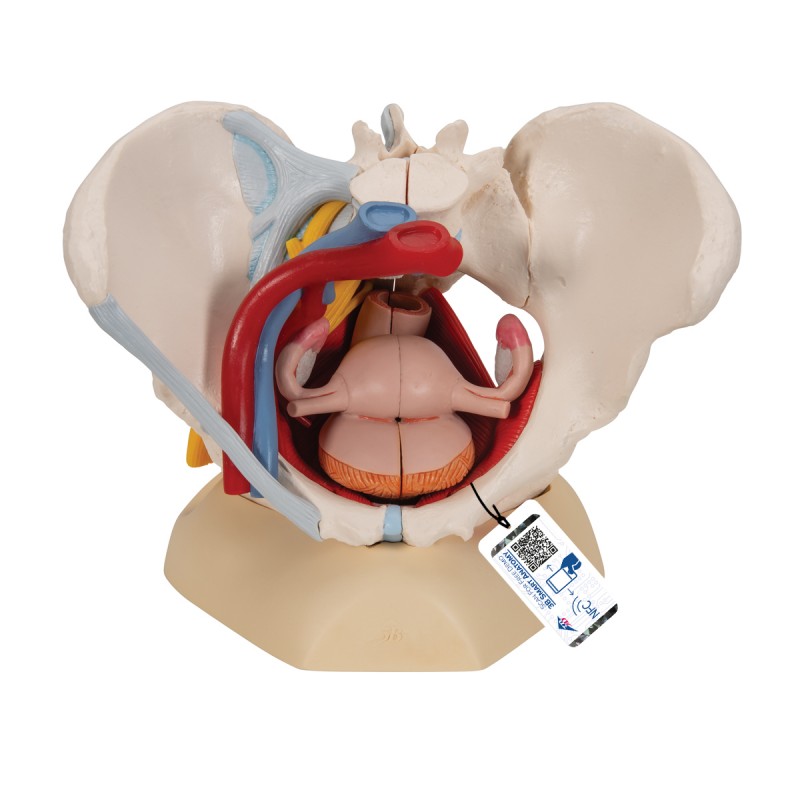 Modèle anatomique - Bassin féminin avec ligaments, vaisseaux, nerfs, plancher pelvien et organes, en 6 pièces - 3B