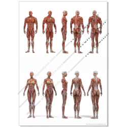Affiche planche anatomique musculature