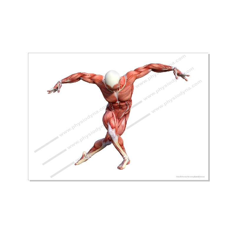 Planche anatomique artistique format A1 musculature Homme